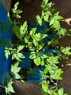 Heirloom tomato plants /tomaten planten, Ophalen, Eenjarig, Groenteplanten, Volle zon