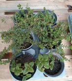 Kruiden , onbespoten, in eigen tuin gekweekt, Ophalen, Vaste plant, Kruiden