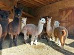 alpaca bont grijs wit bruin hengst veulens van 2025, Juli, Mannelijk
