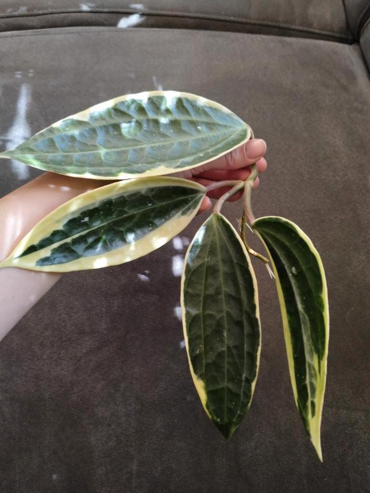 Hoya Latifolia albomarginata gewortelde stek grote bladeren, Huis en Inrichting, Kamerplanten, Overige soorten, Minder dan 100 cm