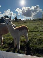Mooie alpaca hengsten, Juni, Mannelijk