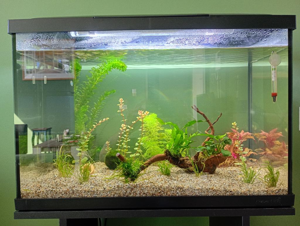 aquarium, Dieren en Toebehoren, Vissen | Aquaria en Toebehoren, Ophalen, Superfish, Inclusief toebehoren, Gevuld zoetwateraquarium