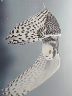 Foto op canvas van Sneeuwuil, Ophalen, 50 tot 75 cm, Zo goed als nieuw, 75 tot 100 cm