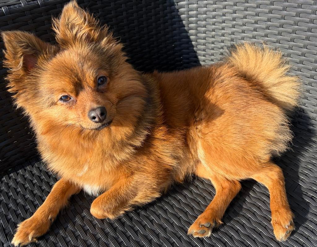 Gezocht oppas voor ons lieve hondje, Ophalen of Verzenden, Zo goed als nieuw