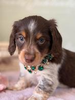 Choco creme piebald teckel pupje teu, Parvo, 8 tot 15 weken, Dwerg, Langhaar