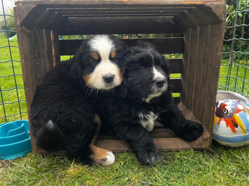 prachtige Berner senne pups kruising, Parvo, 8 tot 15 weken, Groot, Meerdere