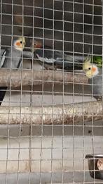 Valkparkieten, Dieren en Toebehoren, Meerdere dieren, Parkiet