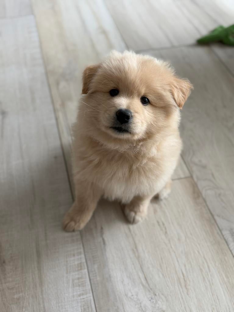 Eurasier pup reu, Dieren en Toebehoren, Honden | Poolhonden, Keeshonden en Oertypen, Parvo, 8 tot 15 weken, Eén hond, Nederland