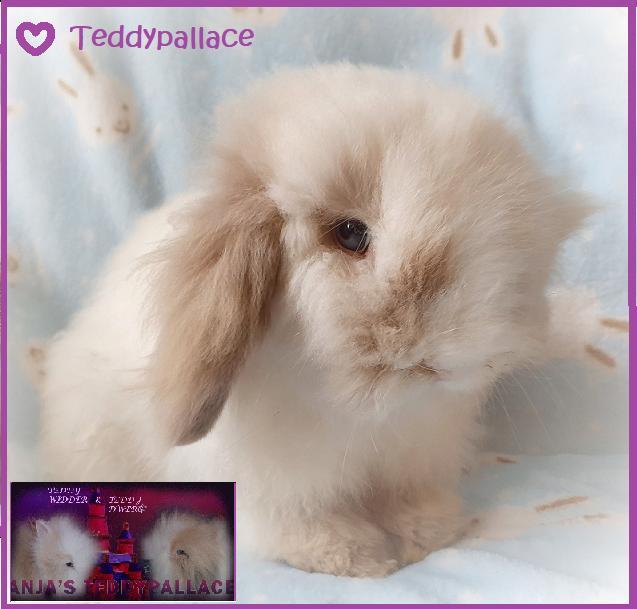 Teddywidder & Teddydwerg konijntjes van Teddypallace, Dieren en Toebehoren, Konijnen, Dwerg, Meerdere dieren, 0 tot 2 jaar