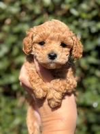 Prachtige mini doodle pups, mini labradoodle mogen verhuizen, Dieren en Toebehoren, Parvo, Overige rassen, 8 tot 15 weken, Meerdere