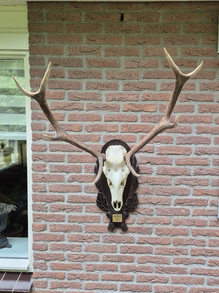 Prachtig Zwaar Edelhert Gewei Jacht Hongarije  Mancave g88, Ophalen, Zo goed als nieuw, Hert, Gewei of Kop