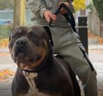 Hightreebullys El chapo, Dieren en Toebehoren, Honden | Bulldogs, Pinschers en Molossers, Parvo, Eén hond, 3 tot 5 jaar, Nederland