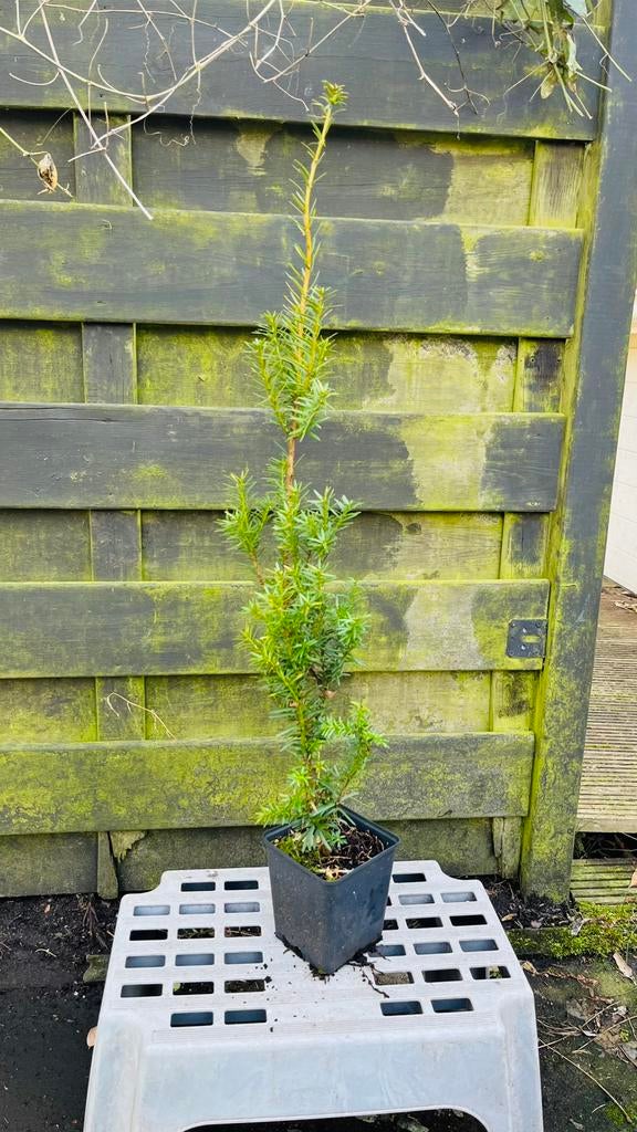 Taxus baccata, Ophalen, Taxus, Haag, Minder dan 100 cm