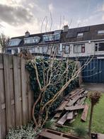 Sering, Tuin en Terras, Overige soorten, Lente, 250 tot 400 cm, Ophalen