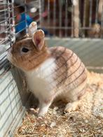 Dwergkonijn loffelohr rammetje 10 mnd, Mei, Mannelijk