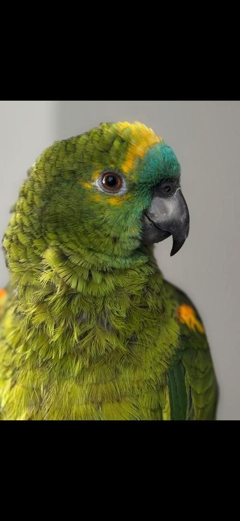 Amazonepapegaai- Ophalen, Dieren en Toebehoren, Vogels | Parkieten en Papegaaien, Papegaai, Geslacht onbekend