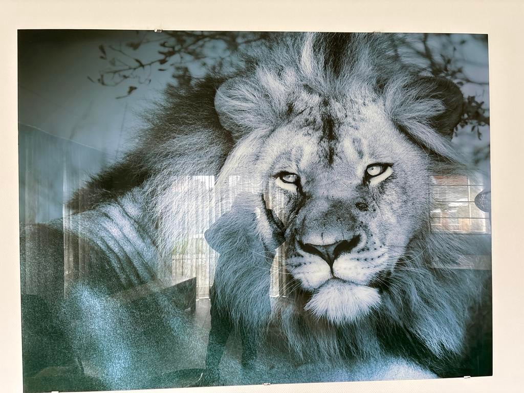Plexiglas foto leeuw, Huis en Inrichting, Woonaccessoires | Schilderijen, Tekeningen en Foto's, Zo goed als nieuw, Foto of Poster