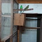Veelkleuren parkiet koppel, Meerdere dieren, Parkiet, Geringd