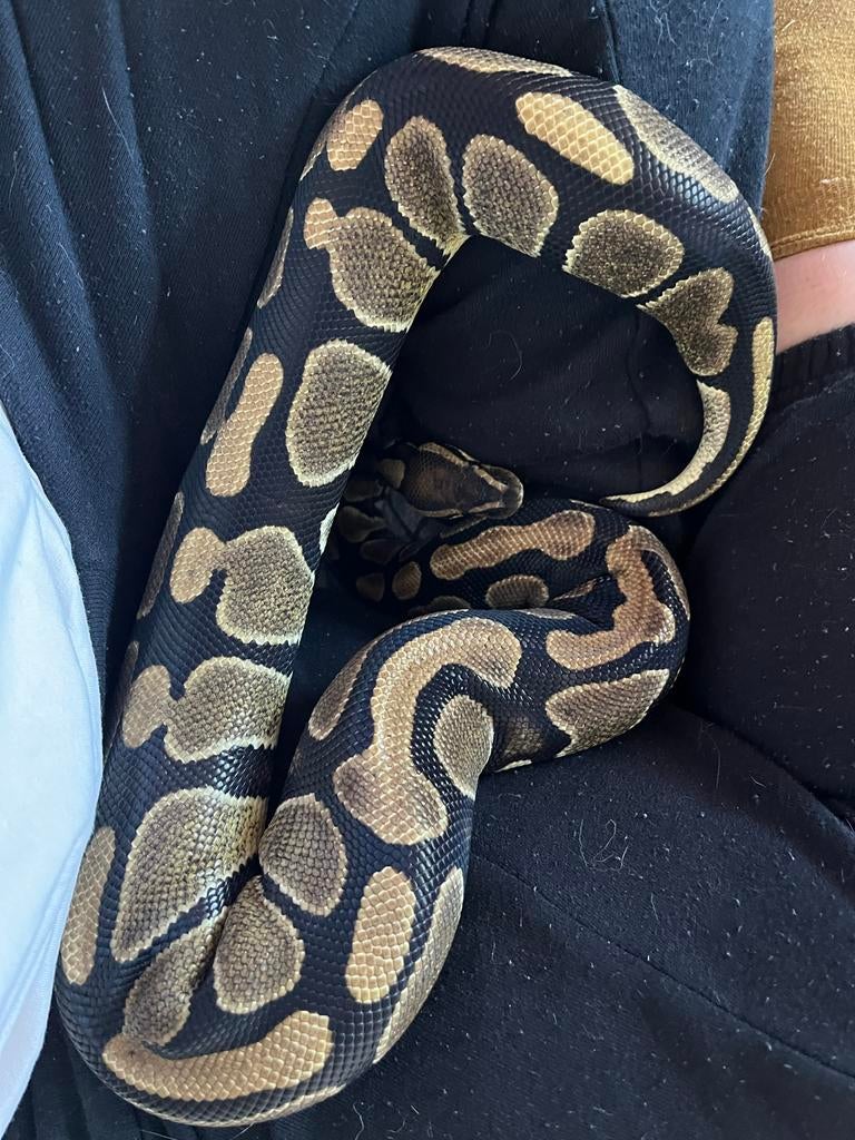 Koningspython vrouwtje Ball Python - female for sale from Naomi x