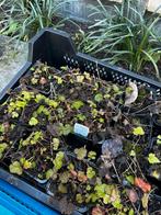 Geum rivale, Tuin en Terras, Ophalen of Verzenden, Overige soorten, Volle zon