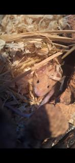 Muizen, Dieren en Toebehoren, Knaagdieren, Februari, Muis, Meerdere dieren, Tam