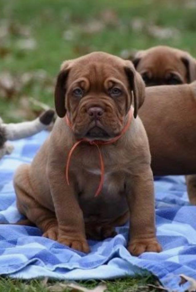 Gezocht Bordeaux dog pup, België, Particulier, HCC (leverziekte), 8 tot 15 weken