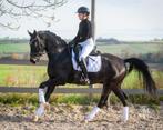 Perfecte allrounder aangeboden, Dieren en Toebehoren, Paarden, Springpaard, Met stamboom, Ruin, 3 tot 6 jaar