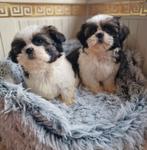 Shih tzu, Parvo, 8 tot 15 weken, Eén hond, Nederland