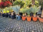 Yucca rostrata - Prachtige en winterharde palmlelie, Volle zon, Vaste plant, Zomer, Ophalen