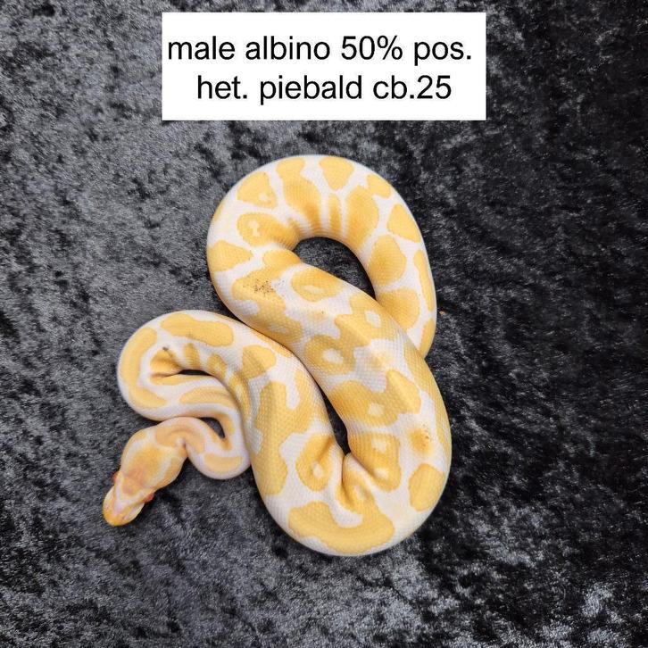 albino 50% pied Ball Python - male for sale from Roundhog serpents
