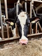 Twee melkvaarzen / koeien, Vrouwelijk, 0 tot 2 jaar