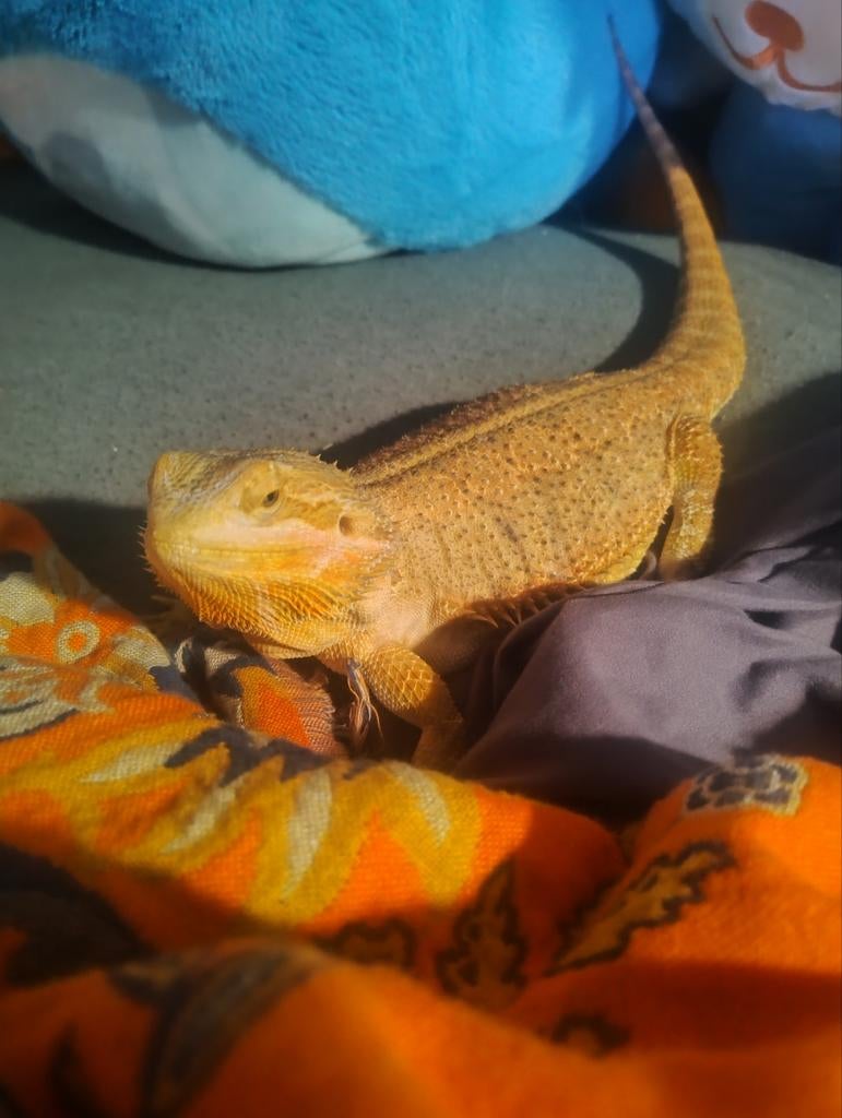 Baardagaam met terrarium Bearded Dragon - female for sale from Jet Düking