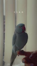 Halsbandparkiet, Dieren en Toebehoren, Vogels | Parkieten en Papegaaien, Mannelijk, Parkiet