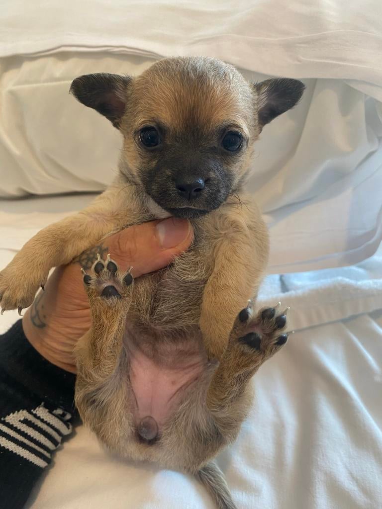 Chihuahua teefjes, Parvo, 8 tot 15 weken, Meerdere, Meerdere dieren