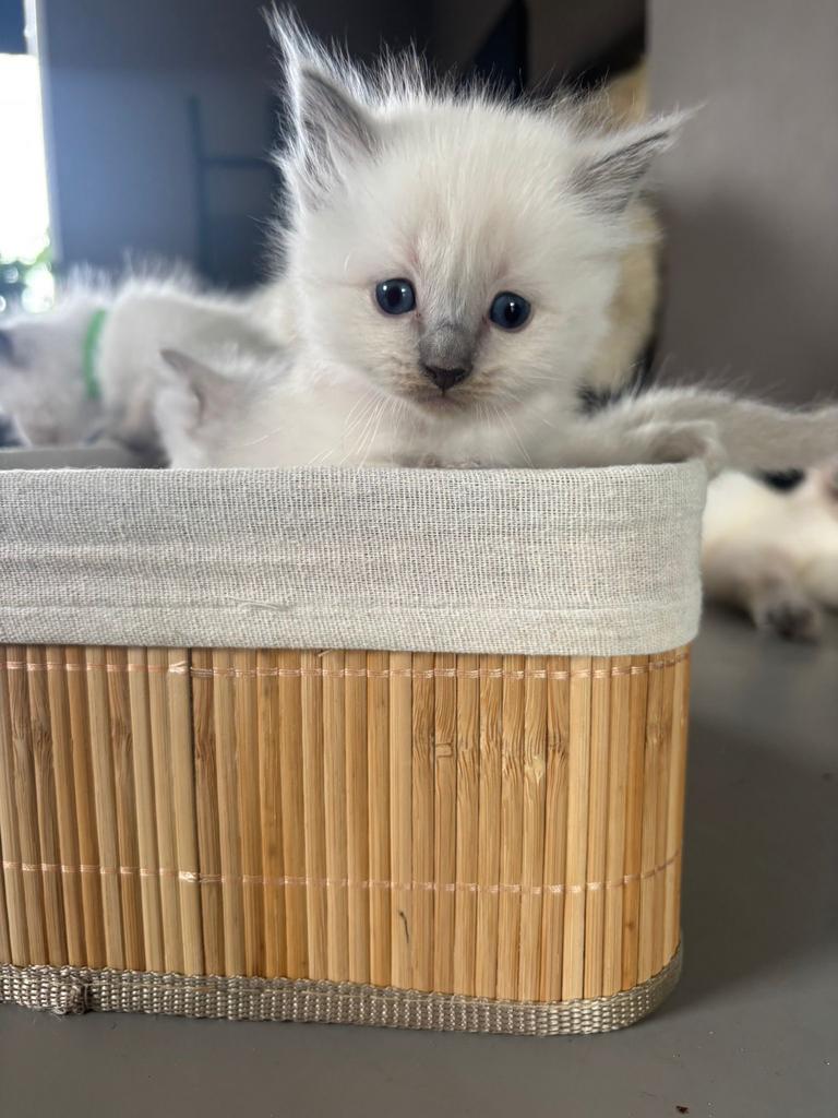 4 Lieve Ragdoll kittens met stamboom, Dieren en Toebehoren, Meerdere dieren, Met stamboom, 0 tot 2 jaar