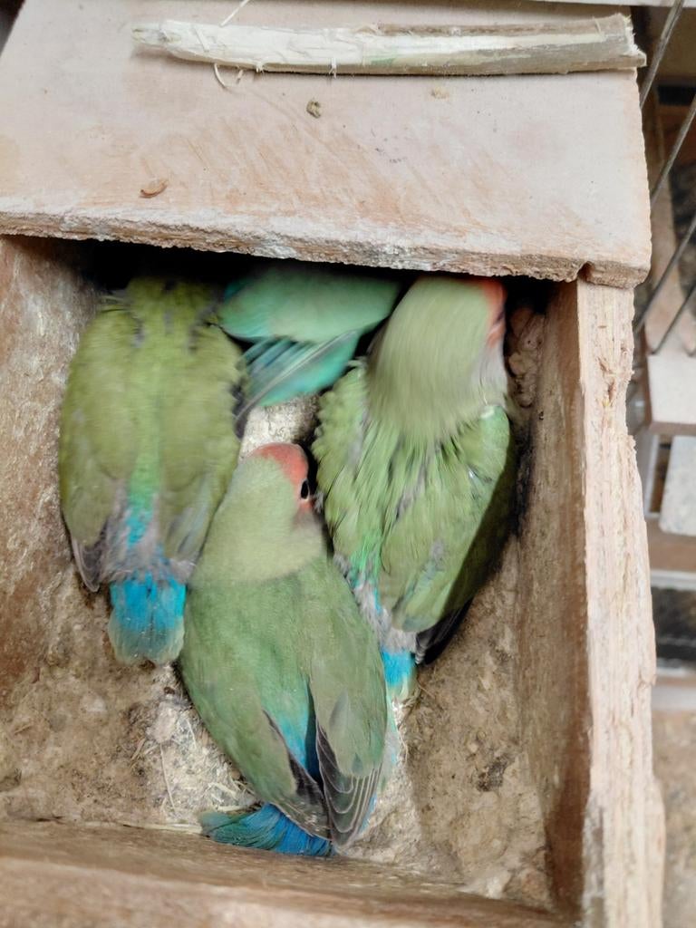 Jonge agapornis roseicollis, Geslacht onbekend, Dwergpapegaai of Agapornis, Geringd