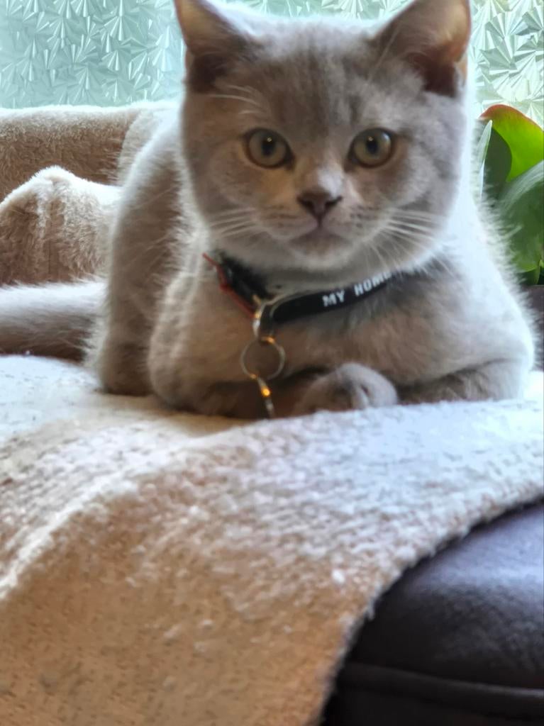 Mooie kater Brits korthaar, Kater