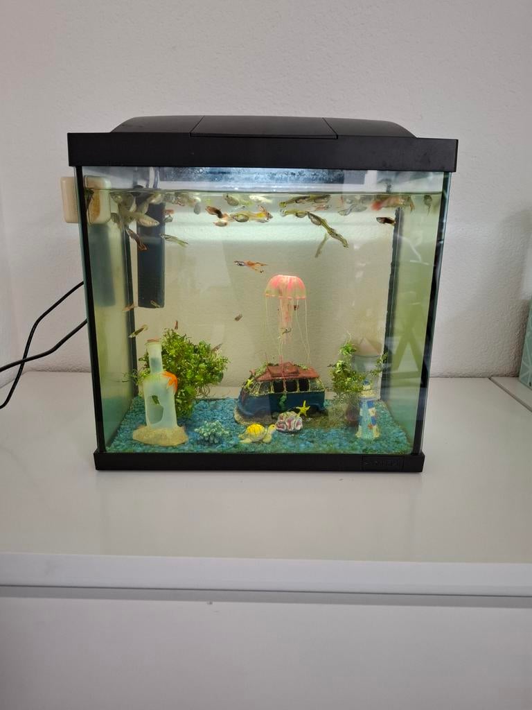 Super fish aquarium, Ophalen, Gevuld zoetwateraquarium