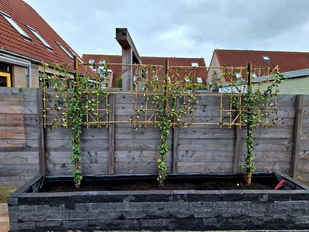Toscaanse Jasmijn ❗️Leiboom❗ (Trachelospermum jasminoides)🌿