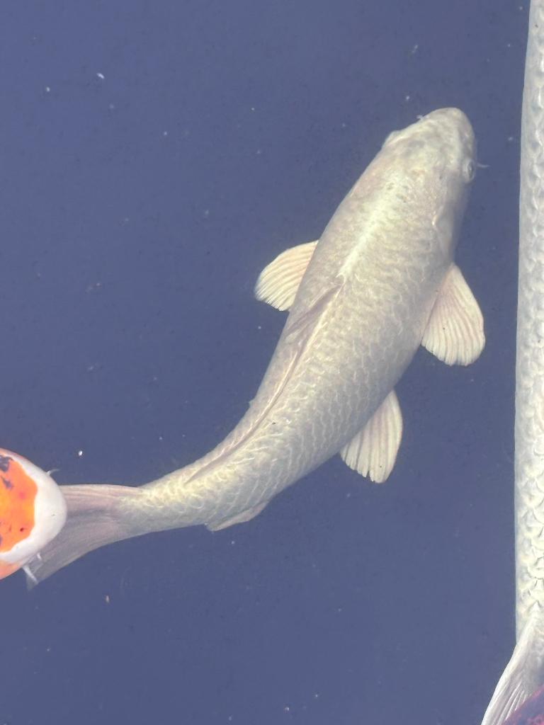 Grote witte koi, Dieren en Toebehoren, Vissen | Vijvervissen, Karper of Koi