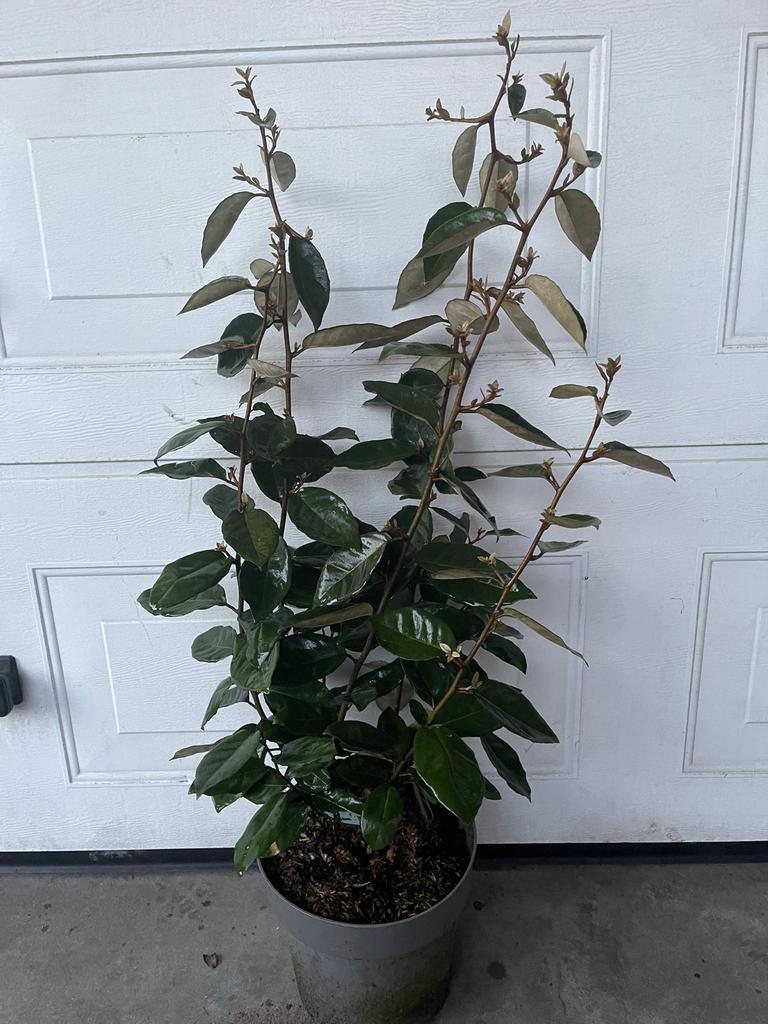 Elaeagnus ebbingei - Groenblijvende Olijfwilg, Overige soorten, Volle zon, Vaste plant, Ophalen of Verzenden