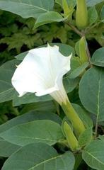 Zaden Datura sp., Ophalen of Verzenden, Zaad