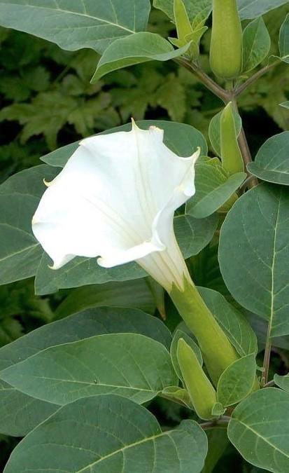 Zaden Datura sp., Tuin en Terras, Bloembollen en Zaden, Zaad, Ophalen of Verzenden