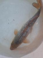 Koikarper., Karper of Koi