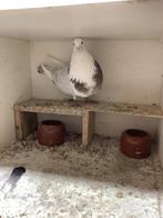 Mooie bonte doffer, Mannelijk, Kropper