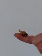 Afrikaanse reuzenslak babies, Overige soorten, 0 tot 2 jaar