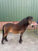 Te koop - Minipaardje Ruin, Ruin, 3 tot 6 jaar