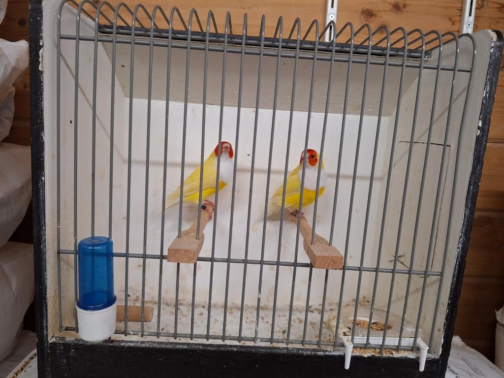 Gould amadines, Mannelijk, Geringd