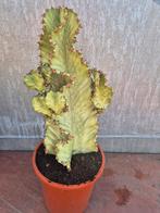 Euphorbia ingens 'Variegata' Marmorata p21, Ophalen of Verzenden, Halfschaduw, Minder dan 100 cm