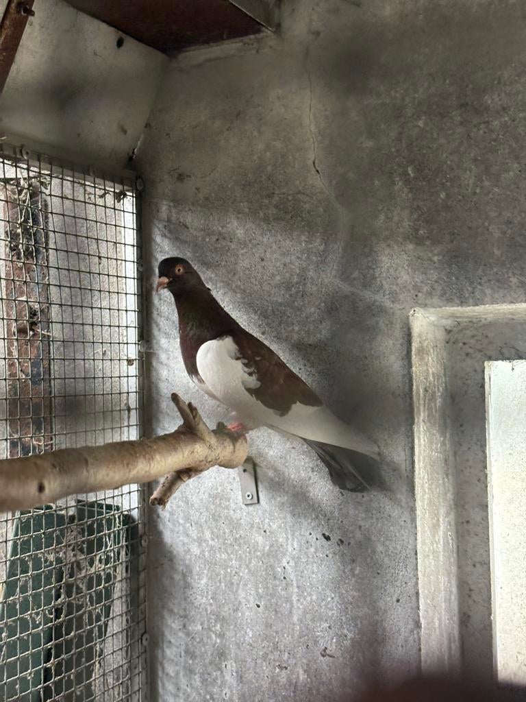 Tk koppel duiven, Dieren en Toebehoren, Meerdere dieren, Tuimelaar of Roller